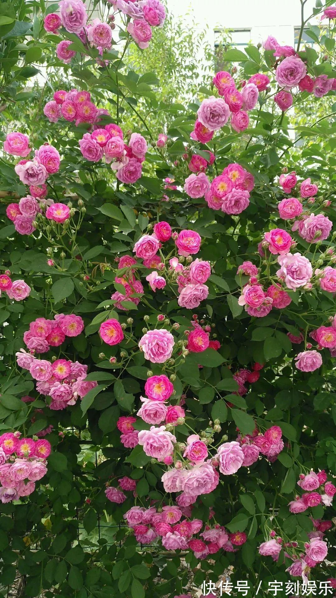 花友|月季胃口大,土里埋点料,长成一面大花墙!