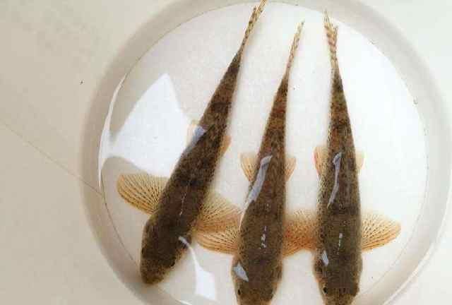 浮漂|浮漂顶起又落下，提竿却均不中鱼解读3种奇怪漂相不中鱼的原因