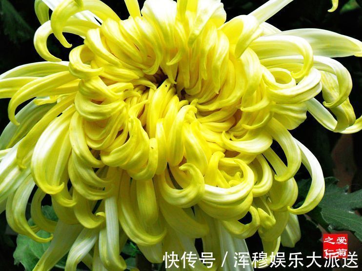 优雅|喜欢养菊花,不如养盆嫩竹玉笋,似金光四溢,风姿优雅,太美了!
