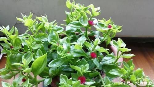 忘了绿萝、吊兰吧,换上3种花,好看又好养,是家庭盆栽佳品