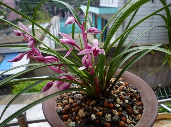 兰花养不好，就学1招“绝妙的技巧”，用后叶芽蹭蹭长，花开不停