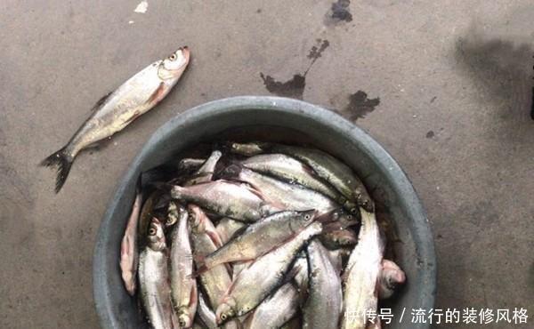 饵料|手竿钓翘嘴的三种方法,除了飞铅钓,还可以试试这两招