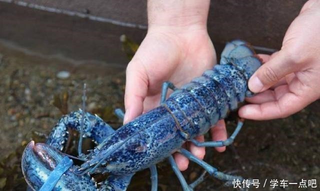 5种“最贵”的海鲜,普通人只有看着的份,土豪也只可能吃过1种