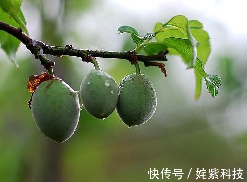 水果|女性不想变黄脸婆，多吃以下水果，能美容养颜，抗衰老，补充气血