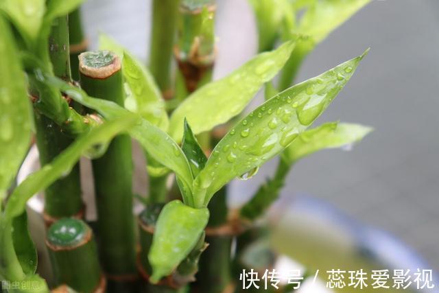 单数|为什么富贵竹“养单不养双”？老阿姨一句话，庆幸自己养对了