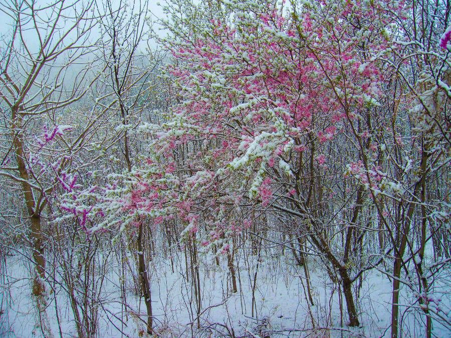 照片|冬至｜忆济南的冬雪，还记得这些济南下雪的老照片吗