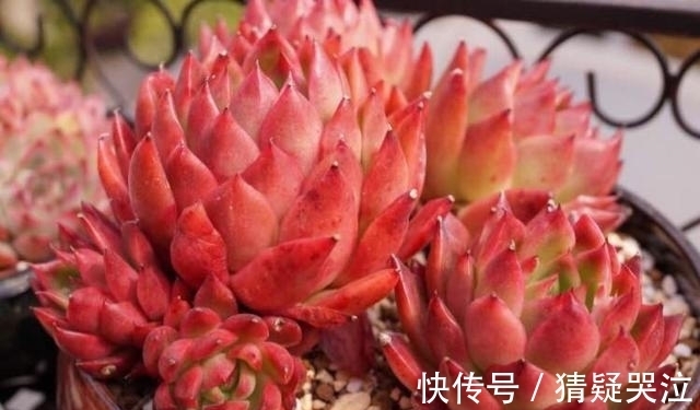 喜欢养多肉得选漂亮好养的,这12款东云系,唯美霸气度夏容易