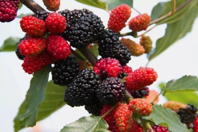 桑葚到底有哪些好处呢