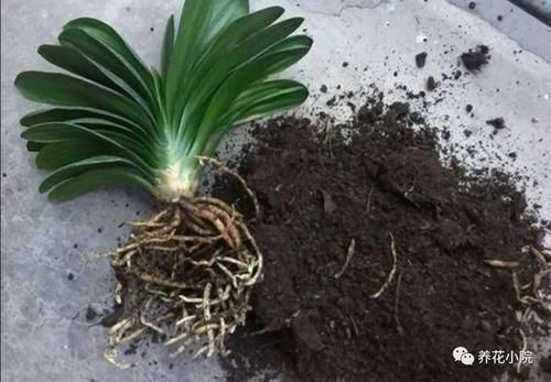 君子兰烂根又黄叶,因4个方面没做好,应及时改正养护方法