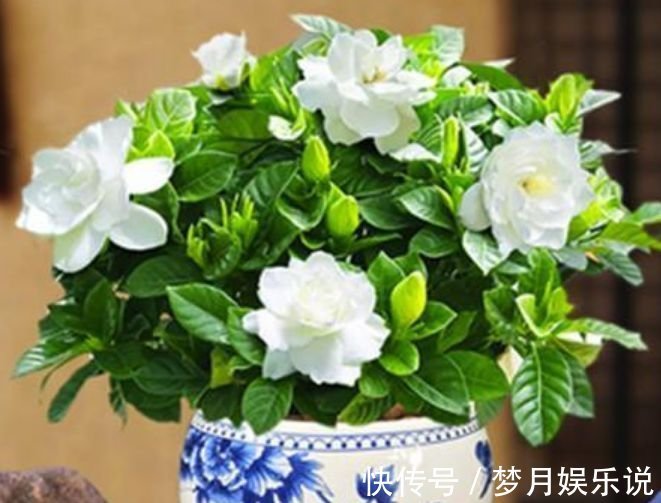 三角梅|聪明人都养4种花,个个美出状态,花朵迷人,阵阵花香