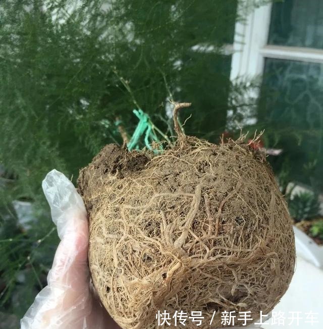 8种花换盆,换好了生一堆,换错立马死!8种花换盆,换好了生一堆,换错立马死!