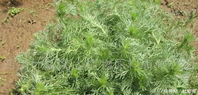 此草曾是华佗亲自命名,是清热解毒保肝利胆的圣品!