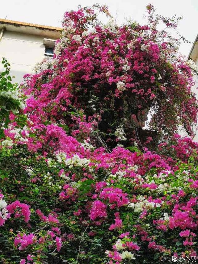 越养越上瘾的花，养一盆就入坑，特容易爆花