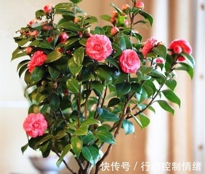 花卉|山茶花养护时,用这3个“小套路”,花朵蹭蹭冒不停,轻松开爆盆
