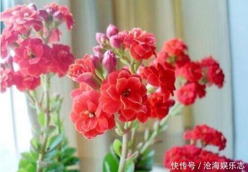 叶片|“5种花”养一盆在家,旺人又旺财,一开就是300多天,好养、漂亮