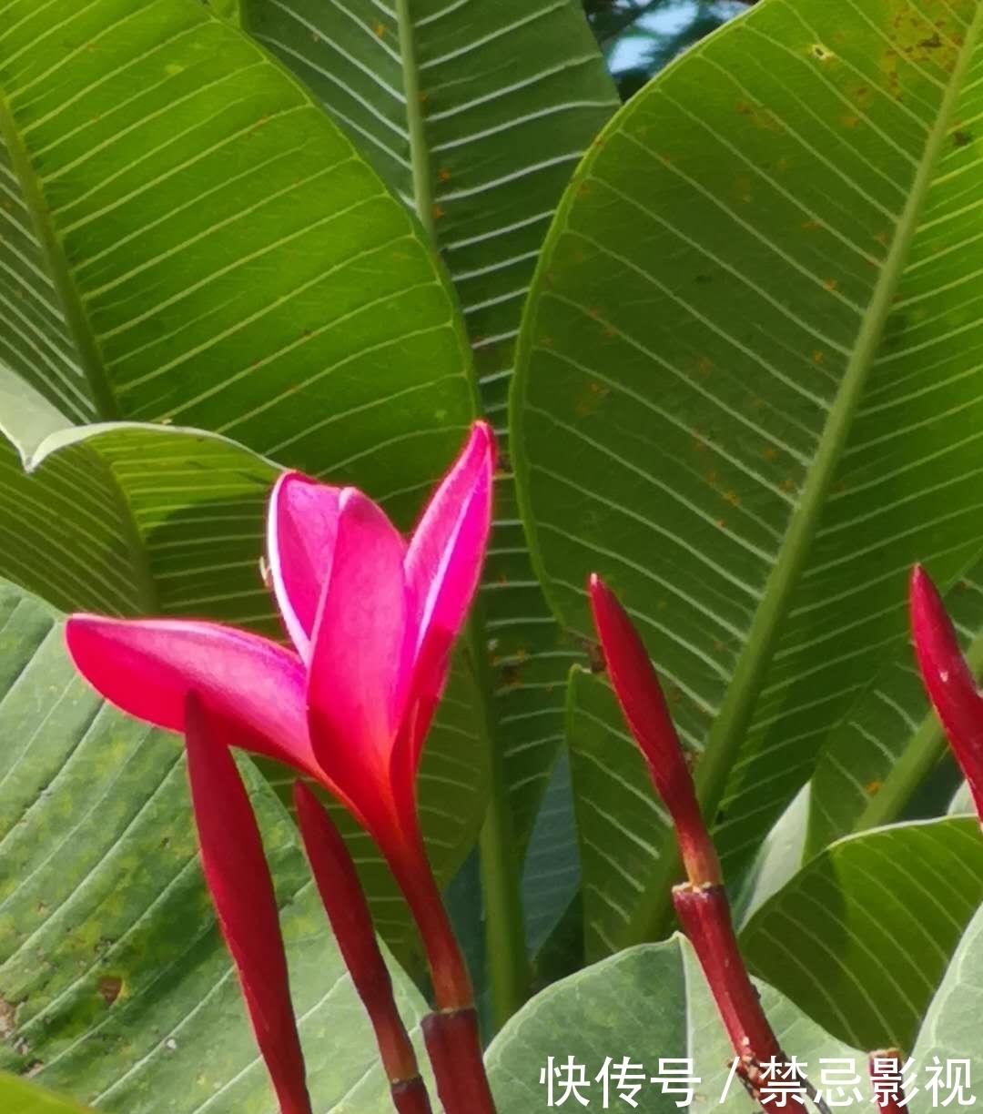 五瓣蛋花巧转开，芬芳萦绕岭南来