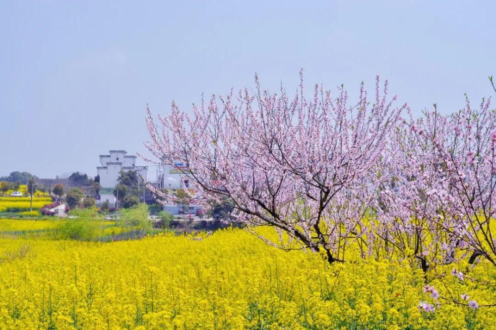 中国最美的油菜花美景地全在这里了，我去过3个，你呢？