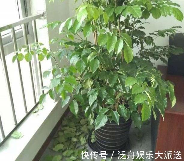 盆栽|这4款绿植可镇宅辟邪、美化庭院，有钱人盆栽首选，好看又好养