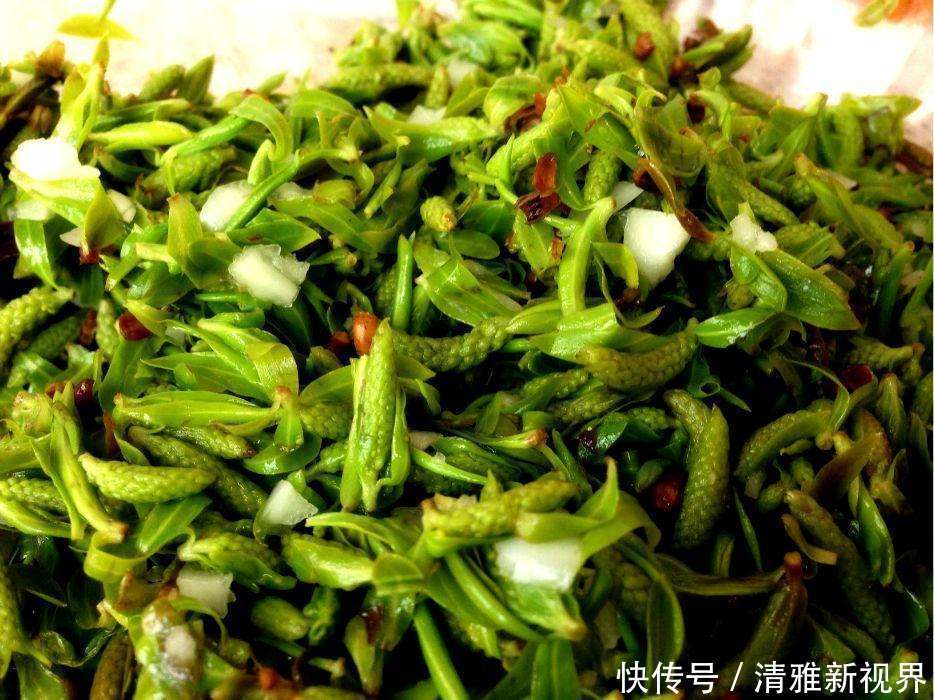 20種野菜吃過嗎？如果有時間趕緊去挖一些，下個月就老了