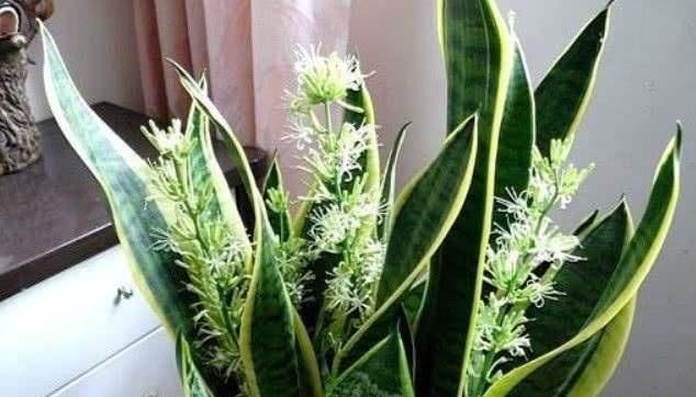 10年老花农养花从不买花肥，2种花肥简单易得，养一盆旺一盆