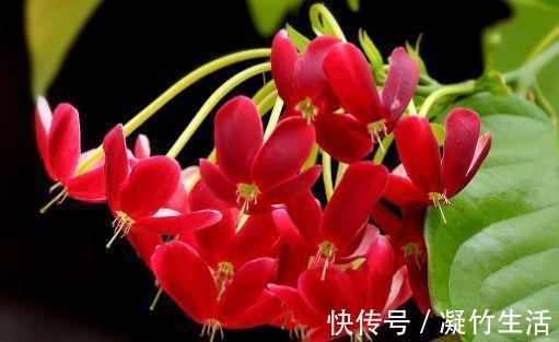 迷人|4种花超有仙气的，迷人的花朵色彩斑斓，颜值超高的