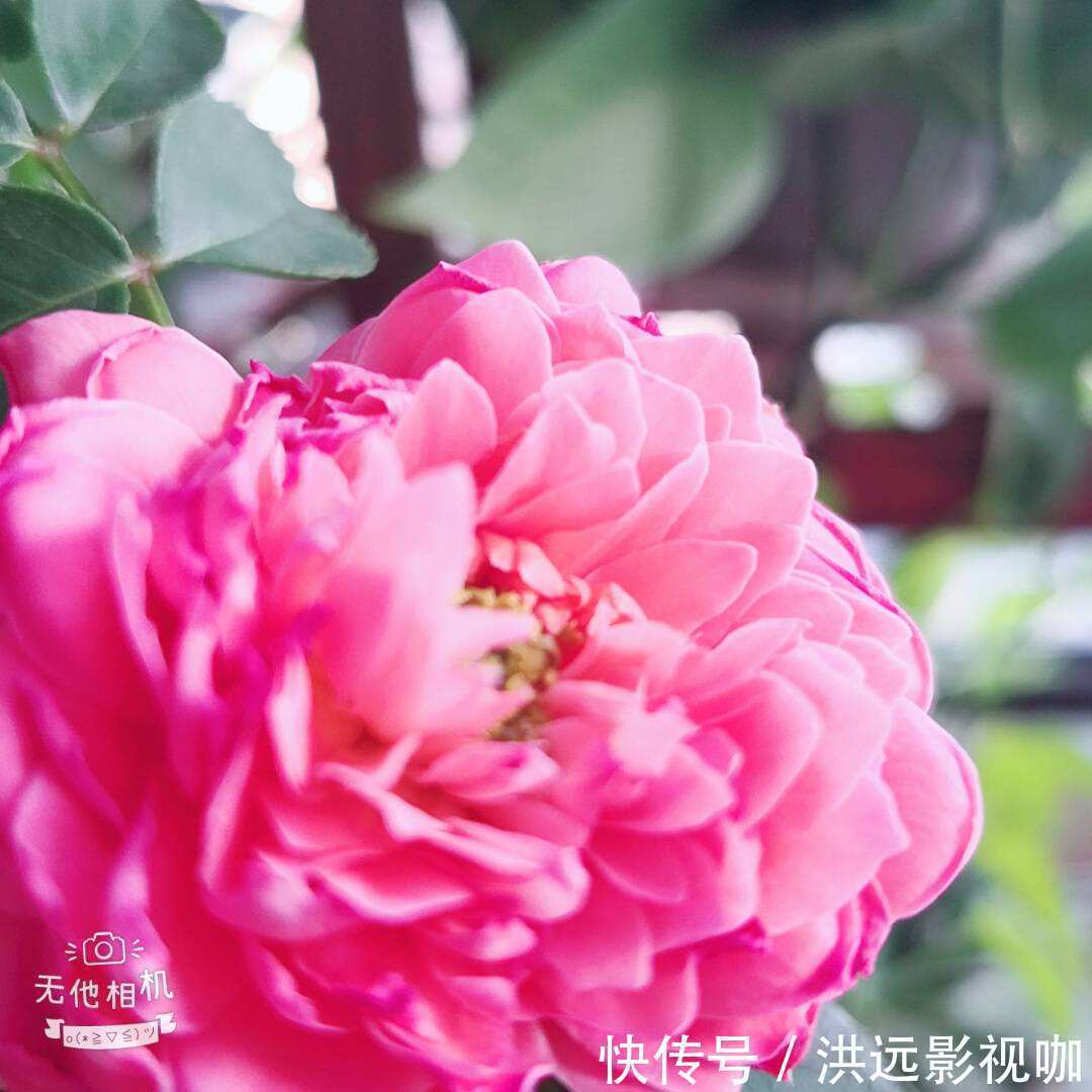 施肥|牡丹在秋天什么时候种移栽对了容易开花，开花爆盆不困难！