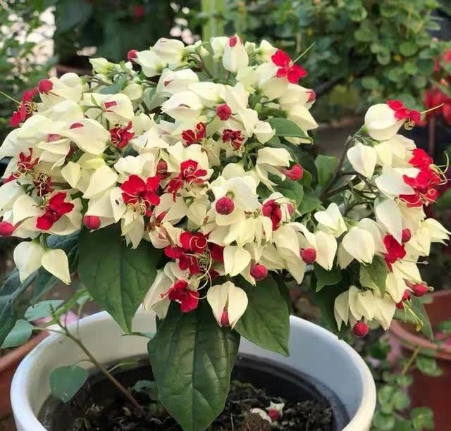 这花真奇特，开花似瑞龙吐珠，家里养几盆，典雅又大方