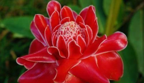 招财纳福|开花最香的4种花，旺宅、招财好兆头，鸿运当头事业顺！