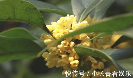 栗树|古语有云,“门前种三树,家兴富三世”,具体是指哪三种树呢?