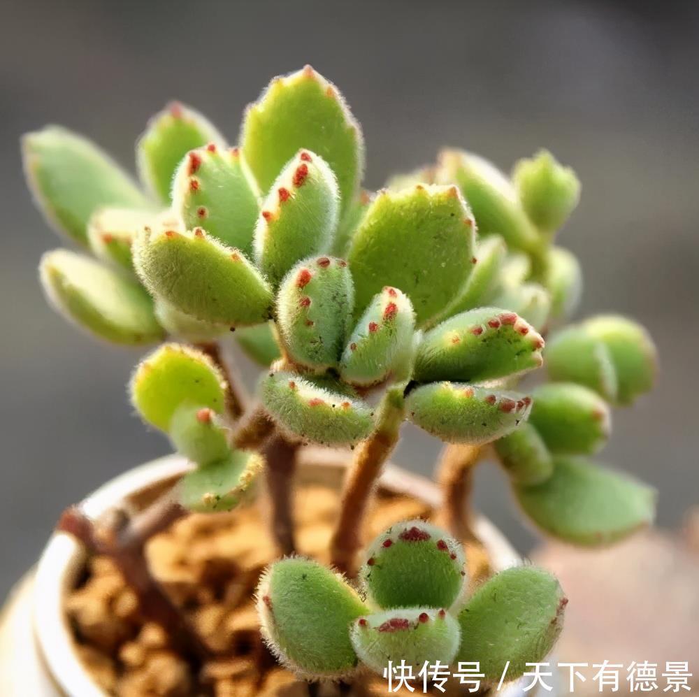 养好熊童子,关键有“2点”,叶子越长越多,又萌又美