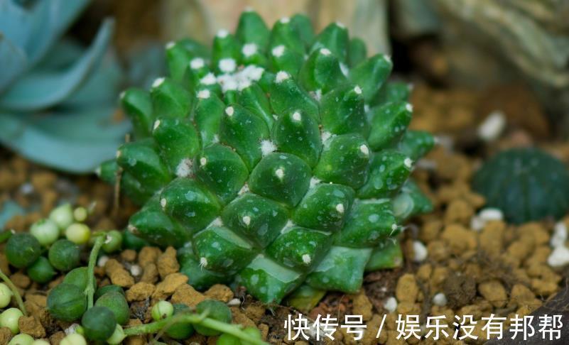 松针土|养花学会自己配土,省钱而且更肥沃,不论种什么花都能养得好