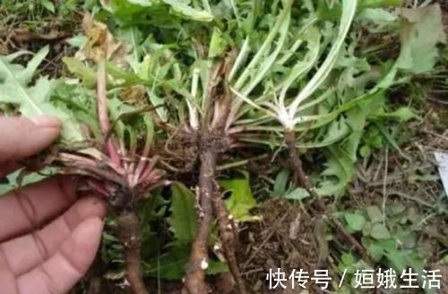 泡水|蒲公英的叶子、根茎、花泡水喝，作用是否相同？日常牢记两不喝！