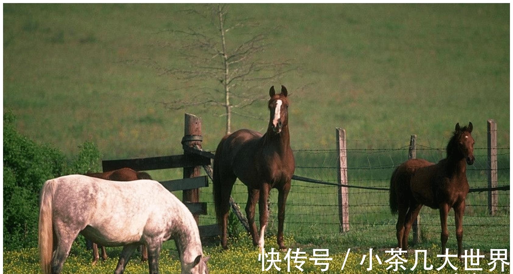 真爱|桃花一朵接着一朵出现，茫茫人海中邂逅真爱，属马人这回有福了