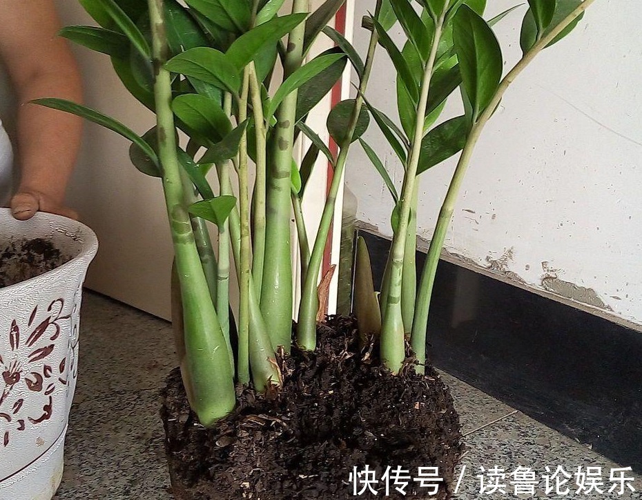 对流|不知道金钱树有3怕2喜，只会越养越差，枝叶稀疏、不长新芽