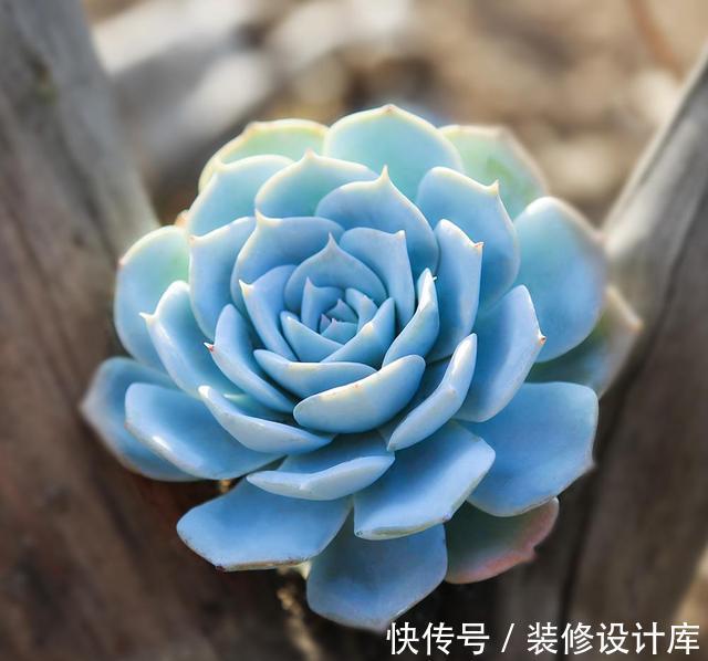 咕噜|这“三多肉”不怕热,三伏天正常“补水施肥”,咕噜冒崽挤满盆
