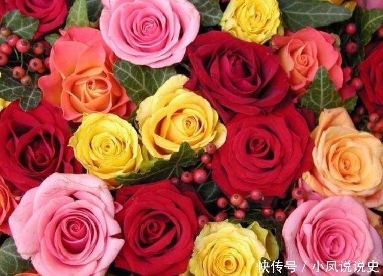 光照|几种花卉好养易活，比绿萝好养，比兰花更美，花开香气满屋