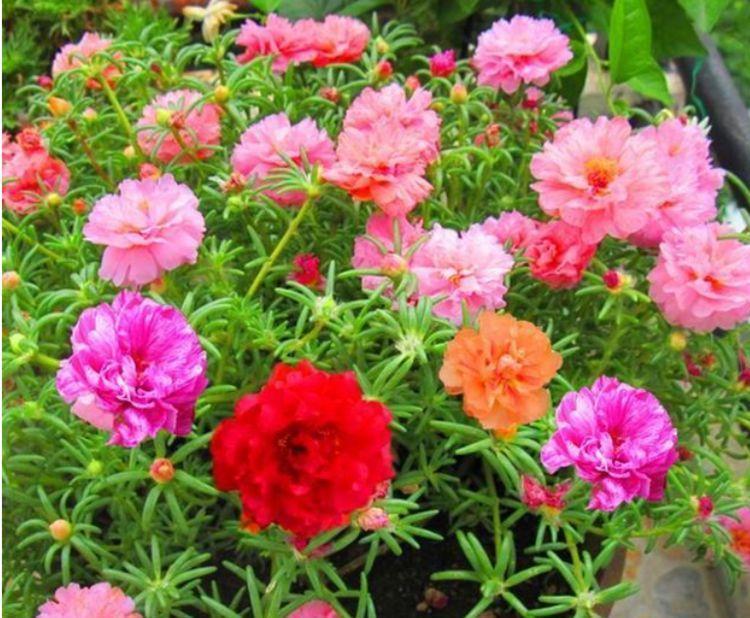 4种花养家里,半月浇水一次,花开压弯枝头,适合新手养!