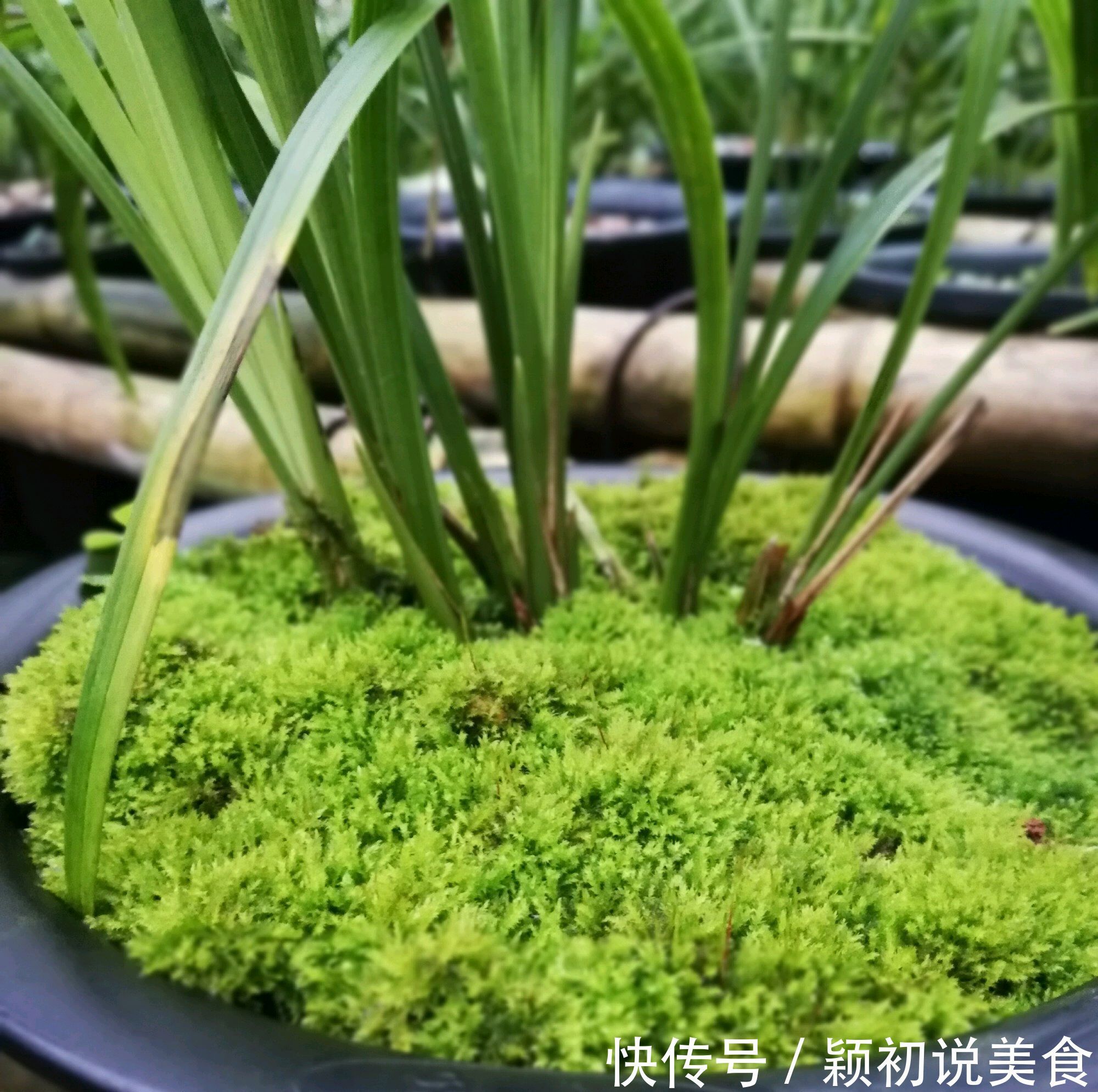 苔藓养兰花的2个妙用,保湿透气又促根,很快冒出水晶头