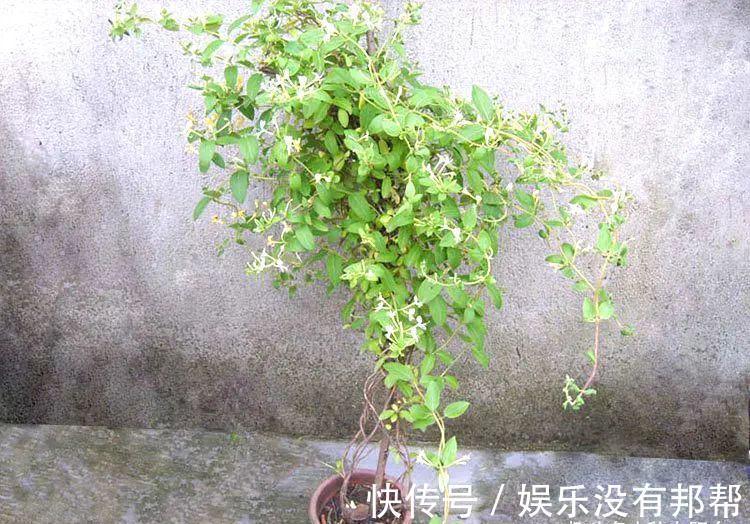 别犯傻买金银花盆景,压条3年成景、播种5年成景,实在太容易!