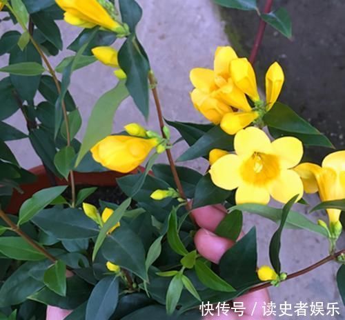 毒花|以前是公认的毒花,现在成了“网红花卉”,爱花人的阳台上常见到