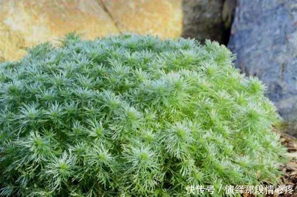 植株|9种比花还美的草,院子里种起来,美如仙境没商量!