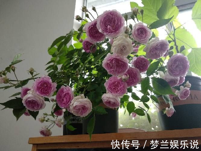 “高端玫瑰”宠爱小姐,金蕊红衣,仙气十足,非常值得拥有