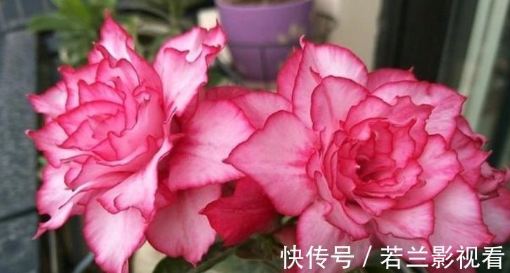 几种花卉好养易活,花期长达300天,花开爆盆美如花