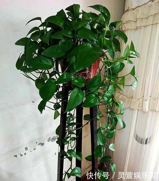 光照|新手学养花,6种“练手花”随便养,做好“功课”,秒变“高手”