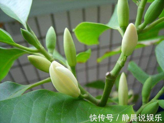 院子|入秋了,此花要种一棵,见土就活,种在院子中,满院都飘香!