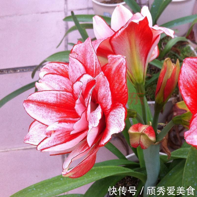 小动作|蟹爪兰长寿花，开花前后做个小动作，一个月后又开爆成花球