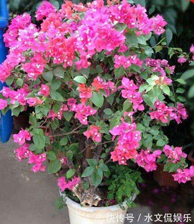 花芽|掌握了三角梅开花的这三大要素，再也不担心只长叶子不开花