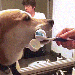 |搞笑GIF:漂亮的妹子都很有礼貌