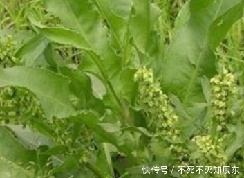 城里人|农村人吃到腻的野菜，城里人排队抢着买，个个营养价值都很高！