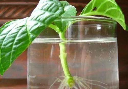 家庭盆栽花草，怕黄叶烂根就喂点药，这些越过期效果越好